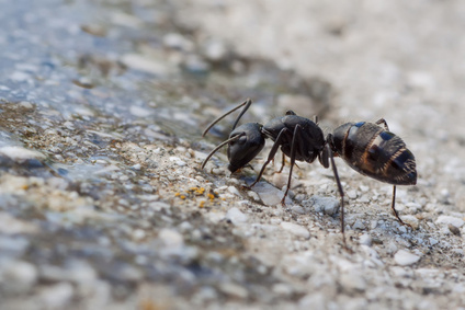Ant