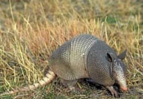 Armadillo Attractants