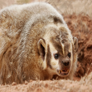 Badger