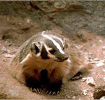 Badger Attractants