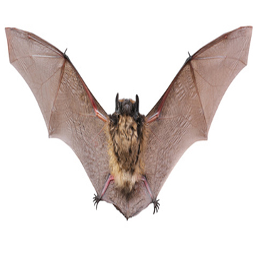 Bats