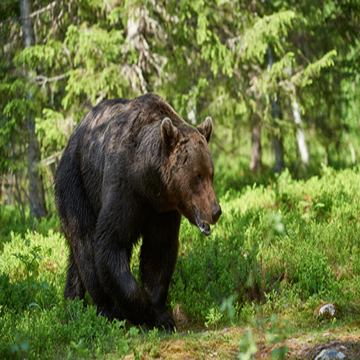 Bear