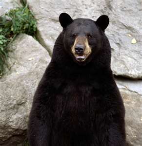 Bear Attractants