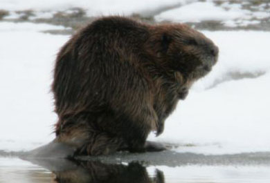 Beaver Snares