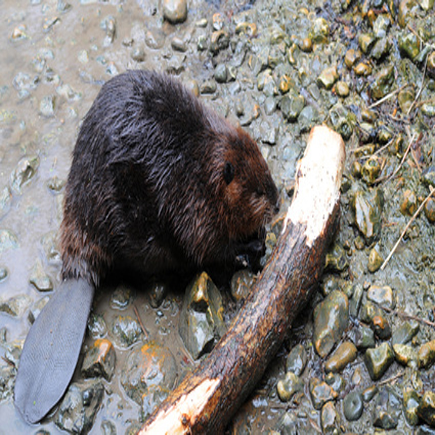 Beaver Traps