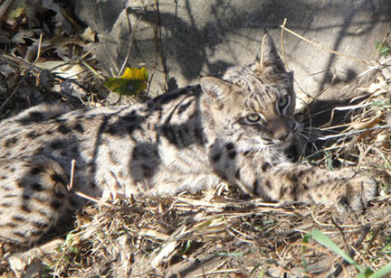 Bobcat Snares