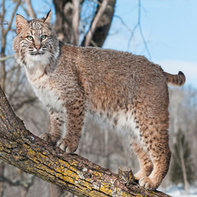 Bobcat Traps
