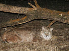Bobcat Attractants