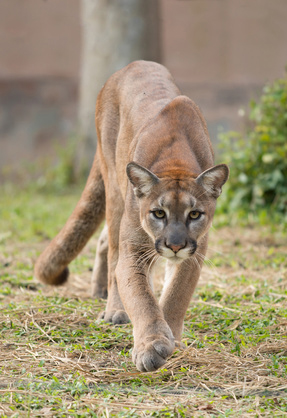 Cougar/Mountain Lion