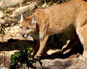 Cougar Snares
