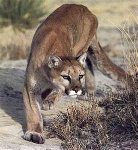 Cougar Attractants