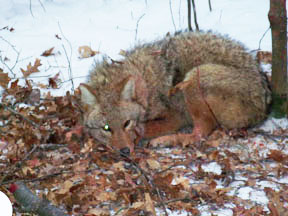 Coyote Snares