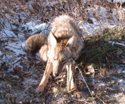 Coyote Attractants