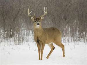 Deer Snares