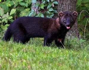 Fisher Snares