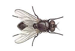 Fly