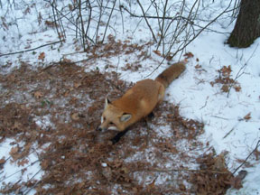 Fox Snares