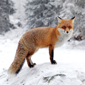 Fox Traps