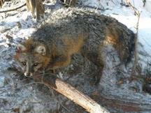 Fox Attractants