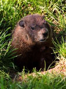 Grounhog Snares
