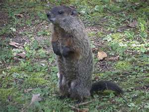 Groundhog Attractants