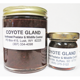 COYOTE GLAND