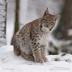 Lynx Snares
