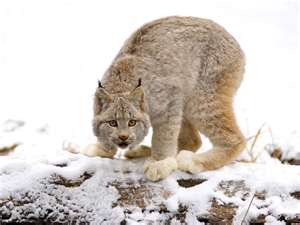 Lynx Attractants