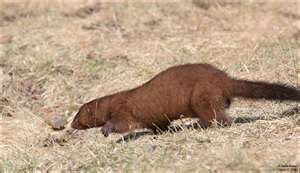 Mink Attractants
