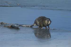 Muskrat Snares