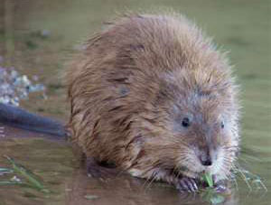 Muskrat Attractants