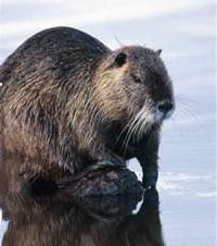 Nutria Snares