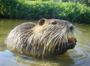 Nutria Traps