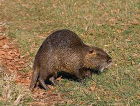 Nutria Attractants