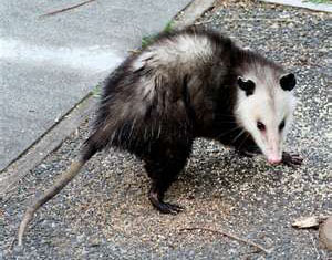 Opossum Snares