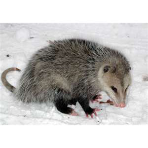 Opossum Attractants