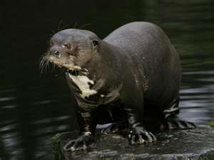 Otter Snares