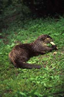 Otter Attractants