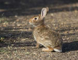 Rabbit Snares