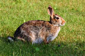 Rabbit Attractants