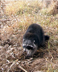Raccoon Snares