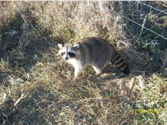 Raccoon Attractants