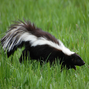 Skunk Traps