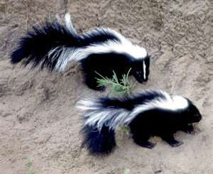 Skunk Snares