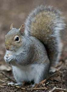 Squirrel Snares Squirrel Snares