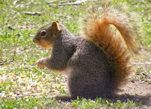 Squirrel Attractants