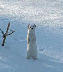 Weasel/Ermine Traps
