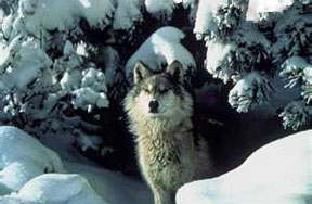 Wolf Snares