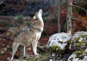 Wolf Attractants