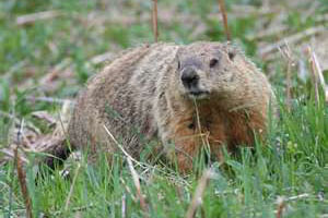 Woodchuck Snares
